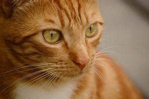 marmalade tsrip|Orange Tabby Cats Facts, Personality And Genetics.